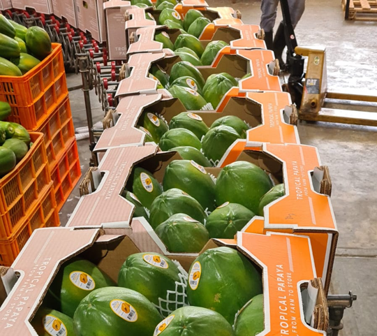  Panamá exporta papaya hacia los Estados Unidos, derivada de CONEXPORT 2021