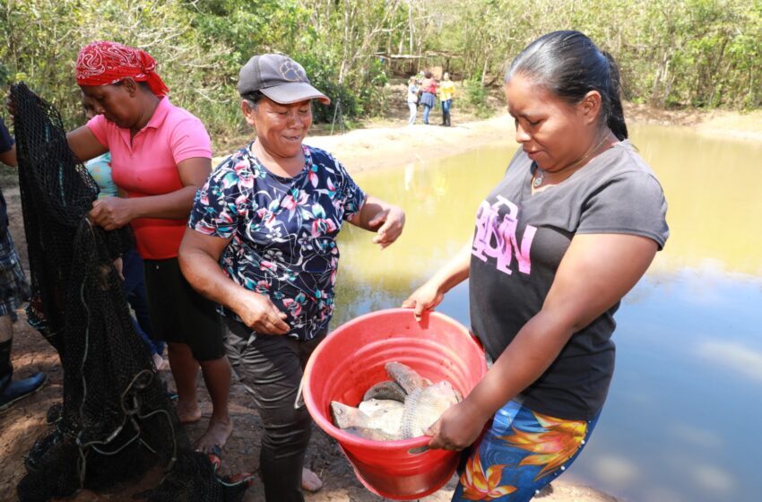  Mujeres generan ingresos con la cría de tilapias, Mides apoya proyecto
