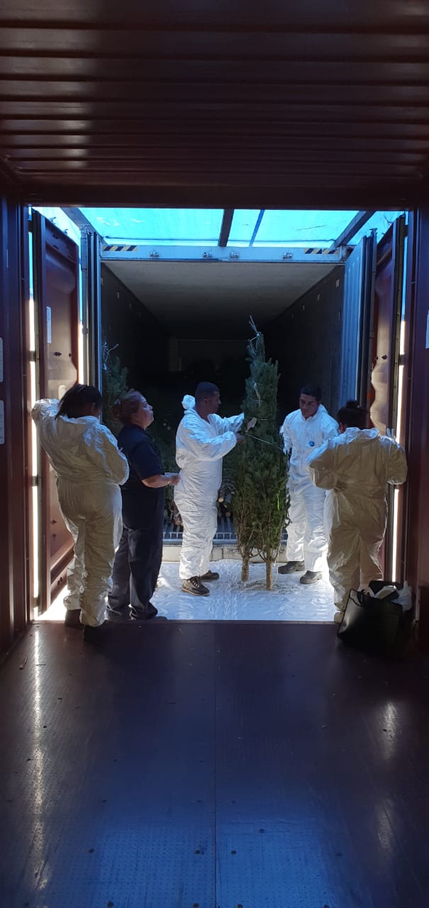 Más de 12 mil arbolitos llegaron a Panamá