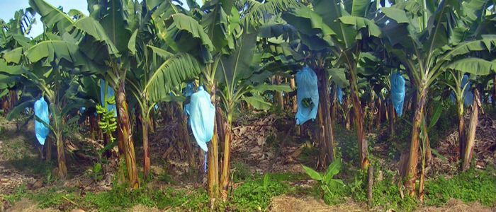  Trabajadores bananeros  exigen aumento de escala salarial