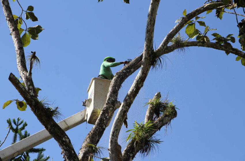  Se realiza tala de árbol en el Parque Municipal Summit, alcaldía de Panamá