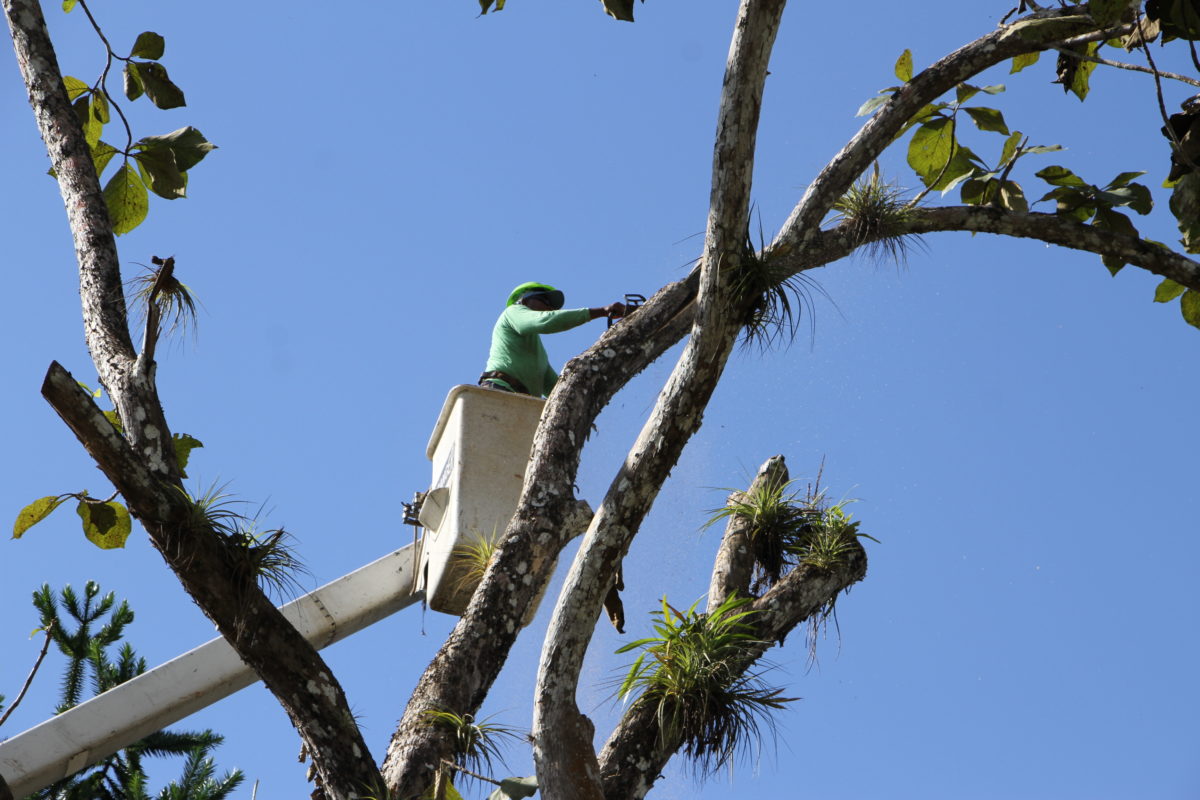Se realiza tala de árbol en el Parque Municipal Summit, alcaldía de Panamá