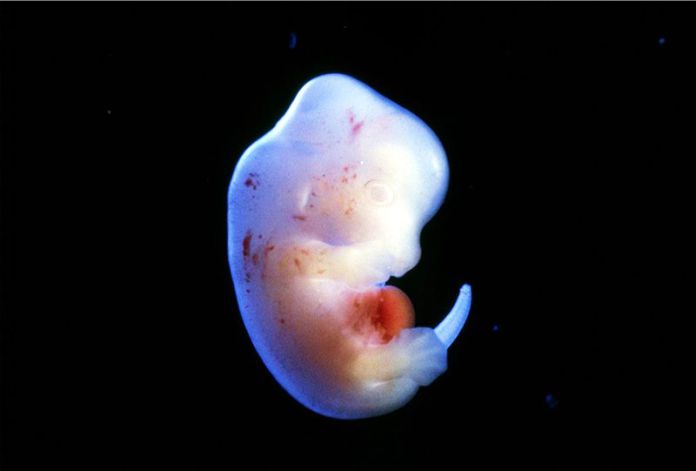  Científico buscan mejorar la salud con  embriones entre ratas y humanos