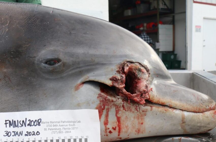  Matan a tiros dos delfines, buscan  a los  responsable y dan recompensa