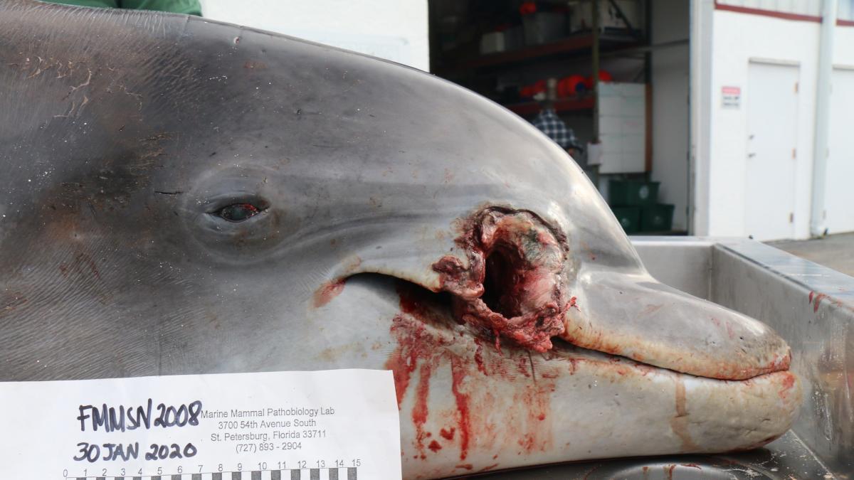 Matan a tiros dos delfines, buscan  a los  responsable y dan recompensa