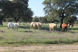  Gobierno intensifica programa de mejoramiento bovino en Azuero