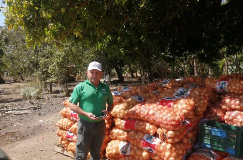  Arranca zafra de cebolla en Coclé con aumento de 33%