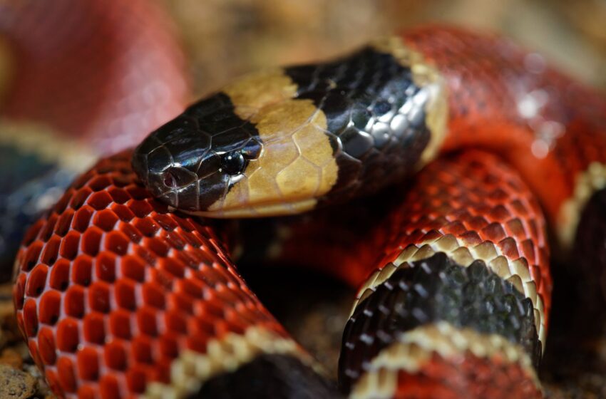  Científicos descubren nueva especie de serpiente en el estomago de otra