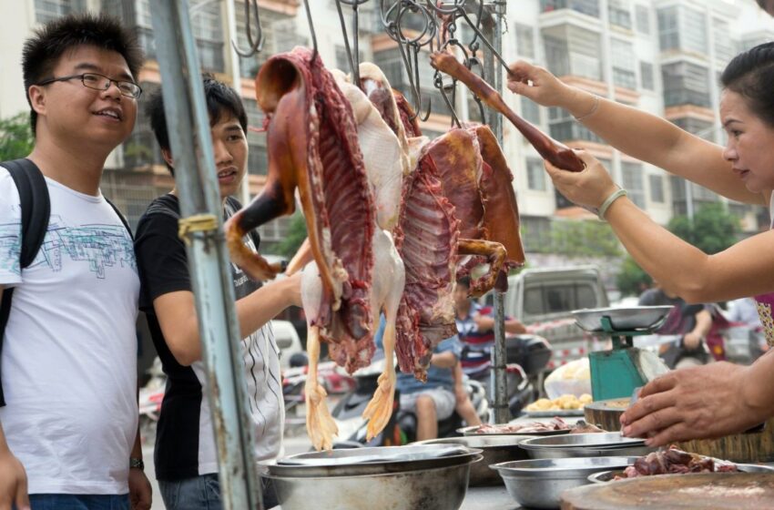  La ciudad china el consumo de perros, serpientes, gatos y otros animales