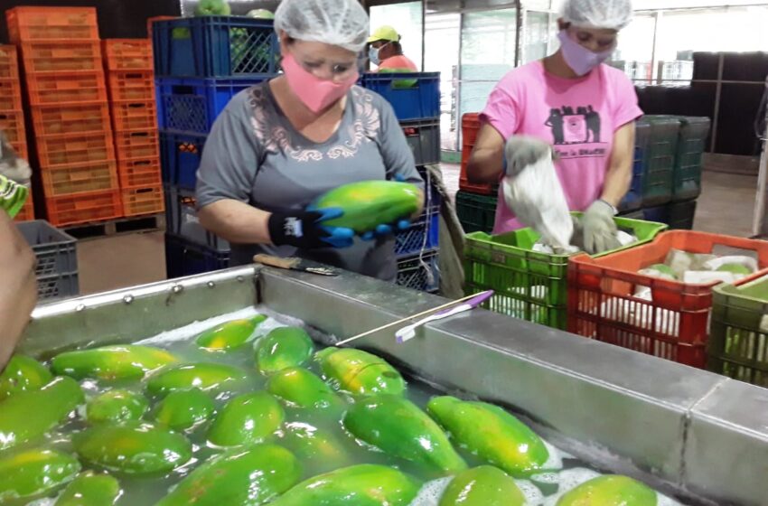  Exportan papaya chiricana hacia Canadá y EE.UU