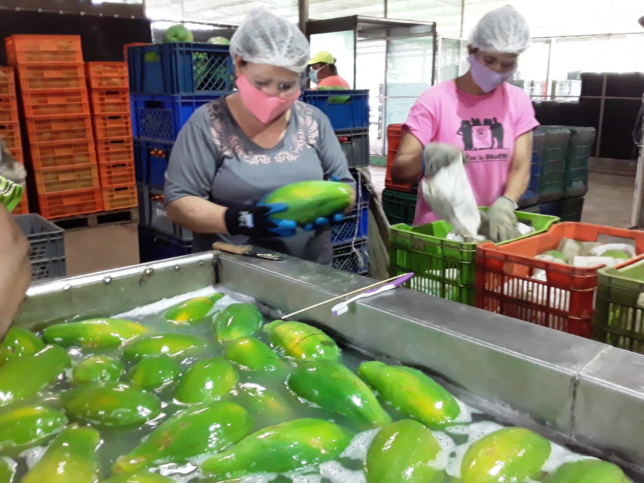 Exportan papaya chiricana hacia Canadá y EE.UU