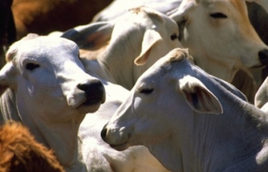 Establecen cordón zoosanitario ante brote de rabia bovino
