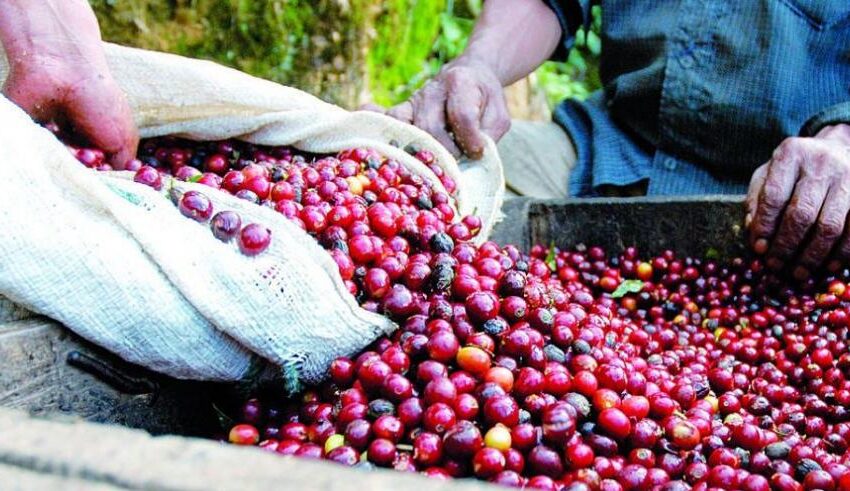  Exportadores de café panameño buscan entrar al mercado israelí