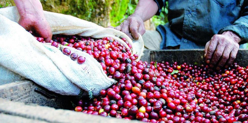 Exportadores de café panameño buscan entrar al mercado israelí