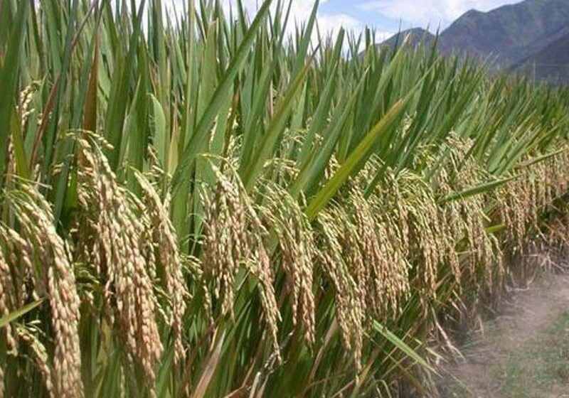  Más de 85 mil quintales de semillas de arroz certificadas
