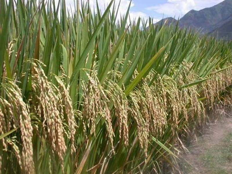 Más de 85 mil quintales de semillas de arroz certificadas