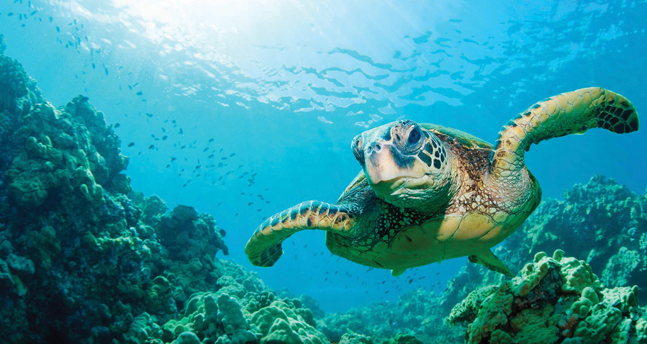 Plan de Maestro de Turismo Sostenible actualizado en 50%