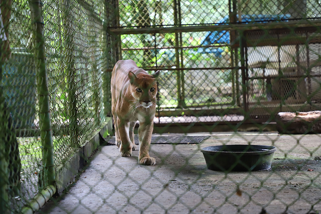 Muere el puma Cash en el Parque Summit