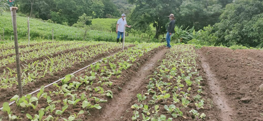Presidente Cortizo entrega B/520 mil a productores agropecuarios