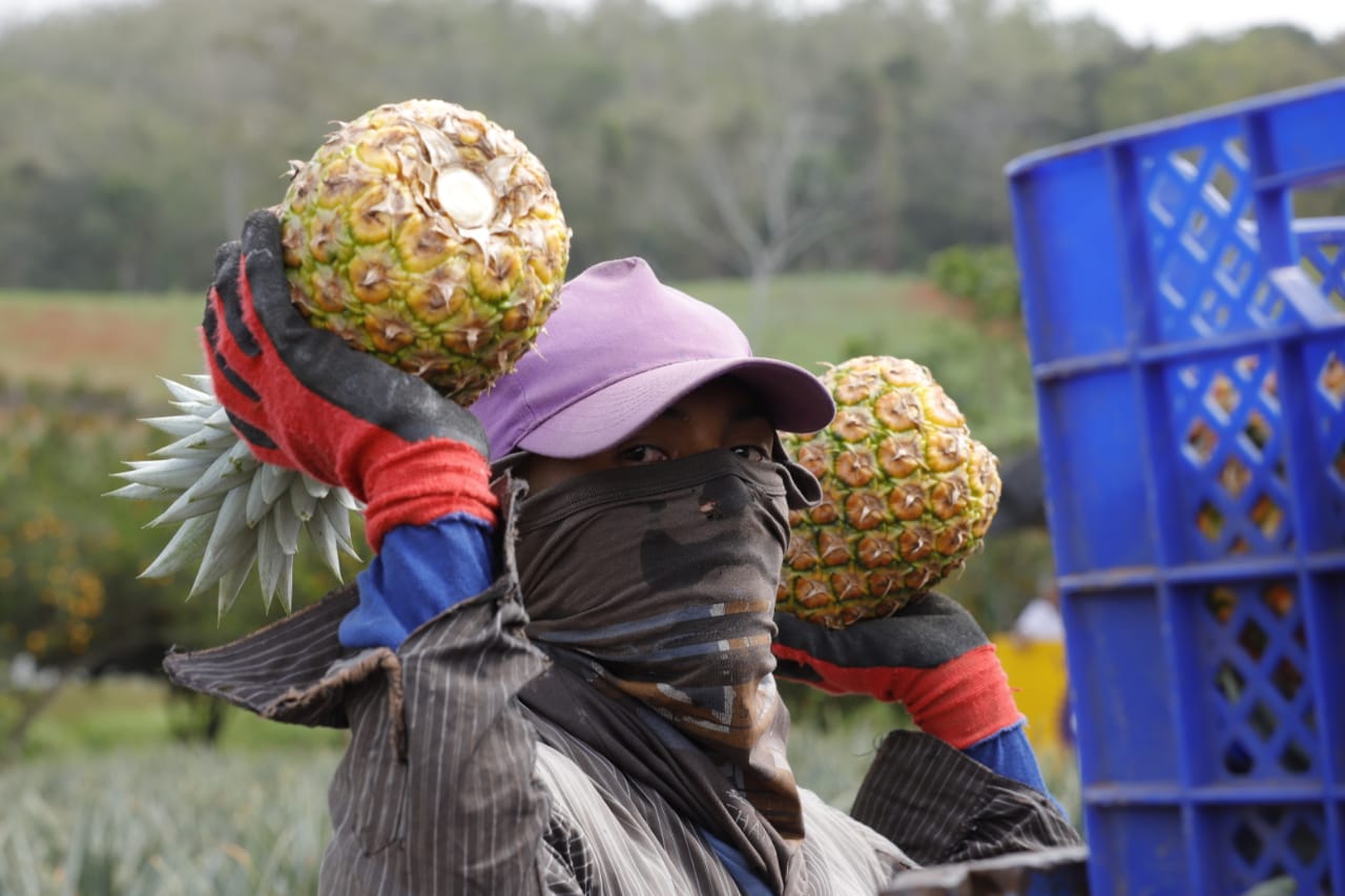 Impulsarán la competividad agroindustrial en Panamá
