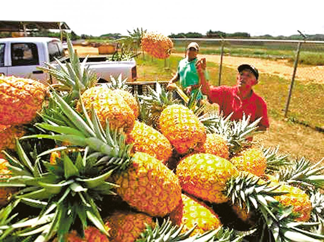 Exportaciones de calabaza y piña panameña llegan a  Europa