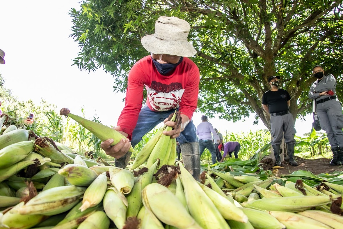 Una cosecha por la vida