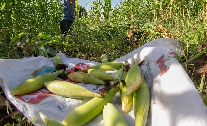  Centros Femeninos inician la cosecha de maíz