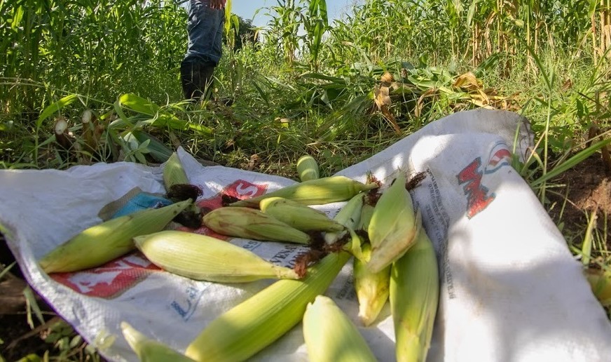 Centros Femeninos inician la cosecha de maíz