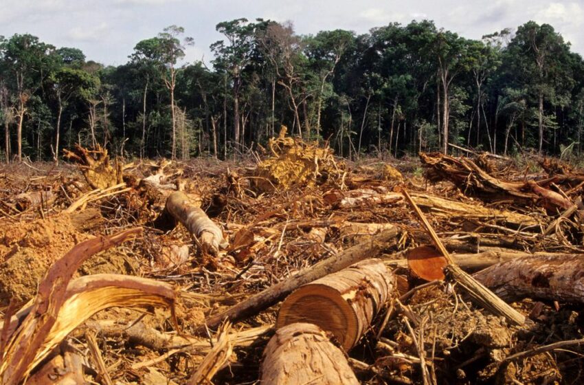  La FAO sugiere a los gobiernos más transparencia con los datos forestales