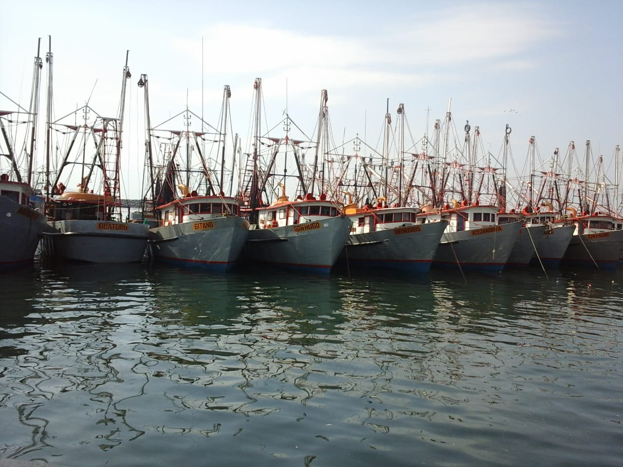  ARA  avanza en mecanismo de protección a mamíferos marinos