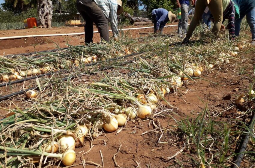  Inicia la cosecha de cebolla en la provincia de Herrera