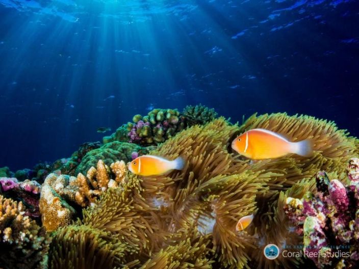  Científicos censan medio billón de corales en el Pacífico, elevado riesgo de extinción