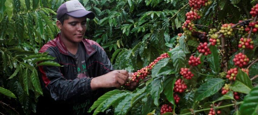  Gobierno aprueba medidas para apoyar la producción de café