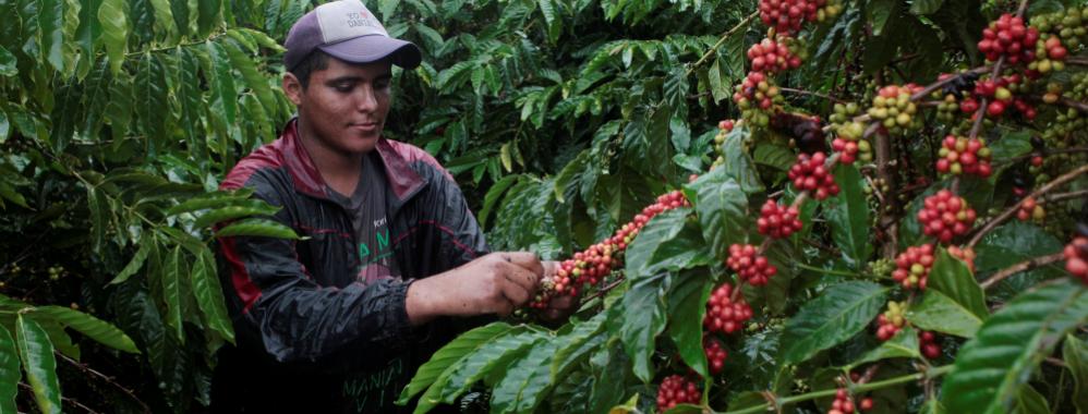 Gobierno aprueba medidas para apoyar la producción de café