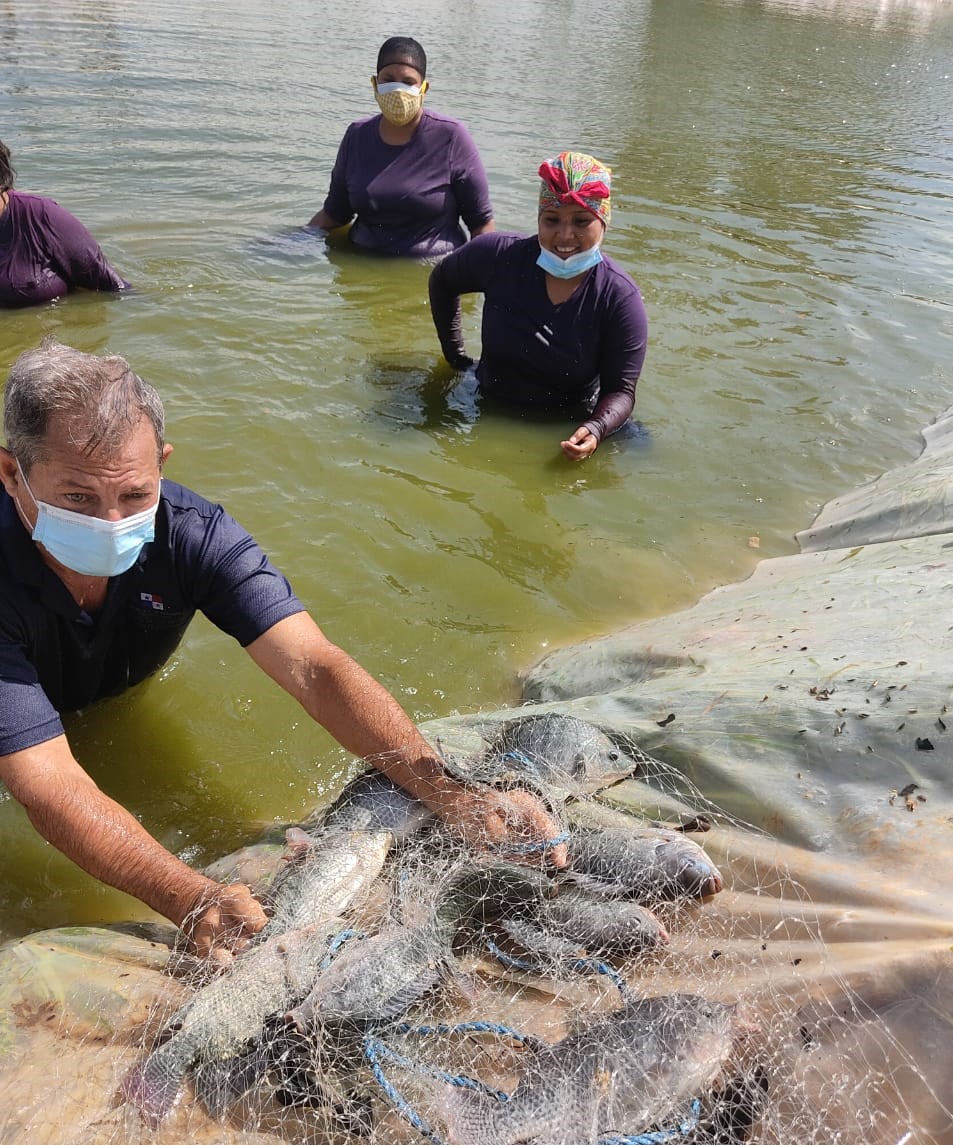 Fortalecen resocialización en Sistema Penitenciario de Panamá, a cosechar tilapias