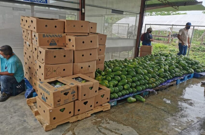  Enviarán cajas con papaya hacia Canadá, empresa Panamá Squash expande mercado