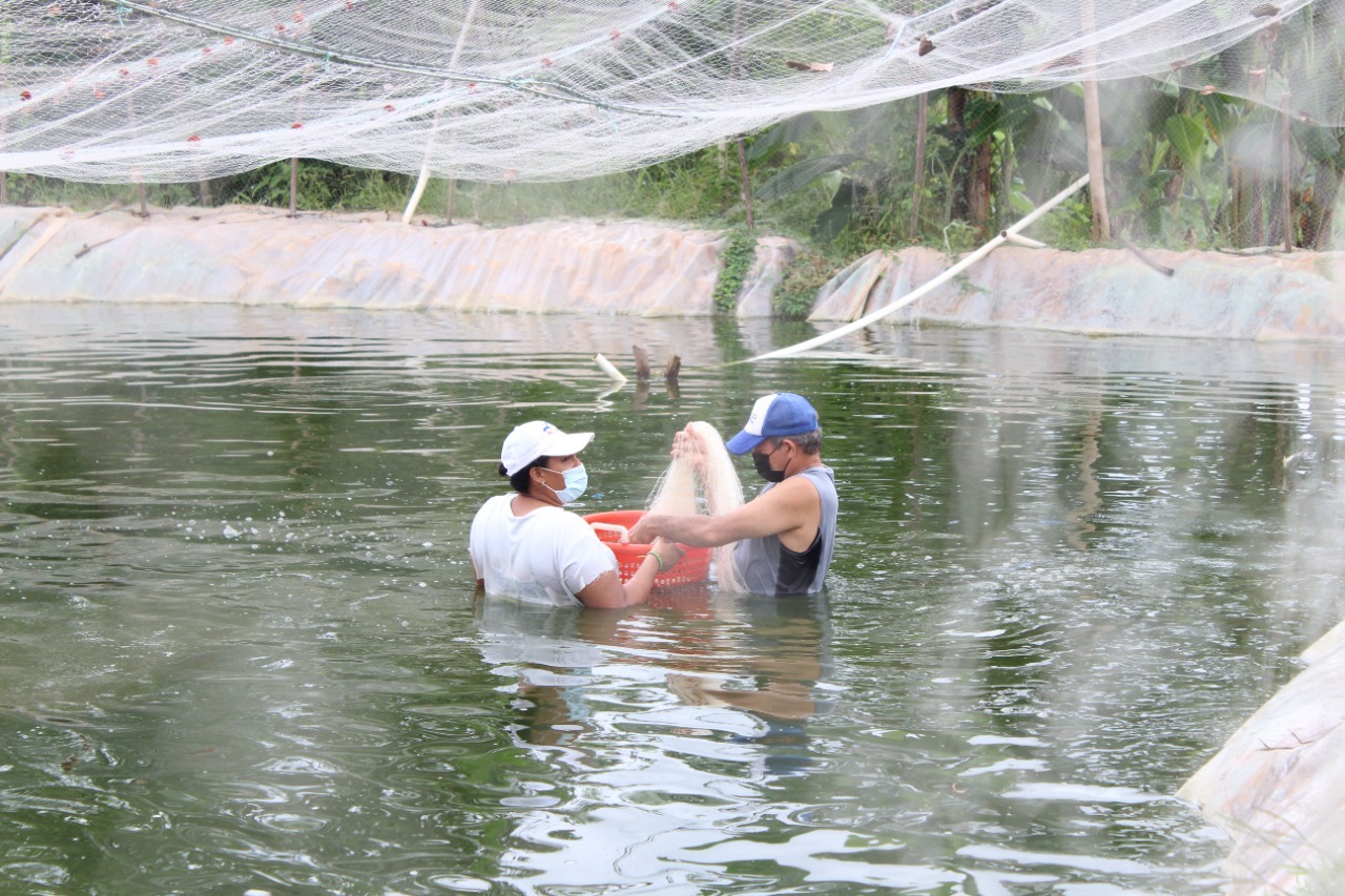 Privadas de libertad cosechan más de 100 libras de tilapias