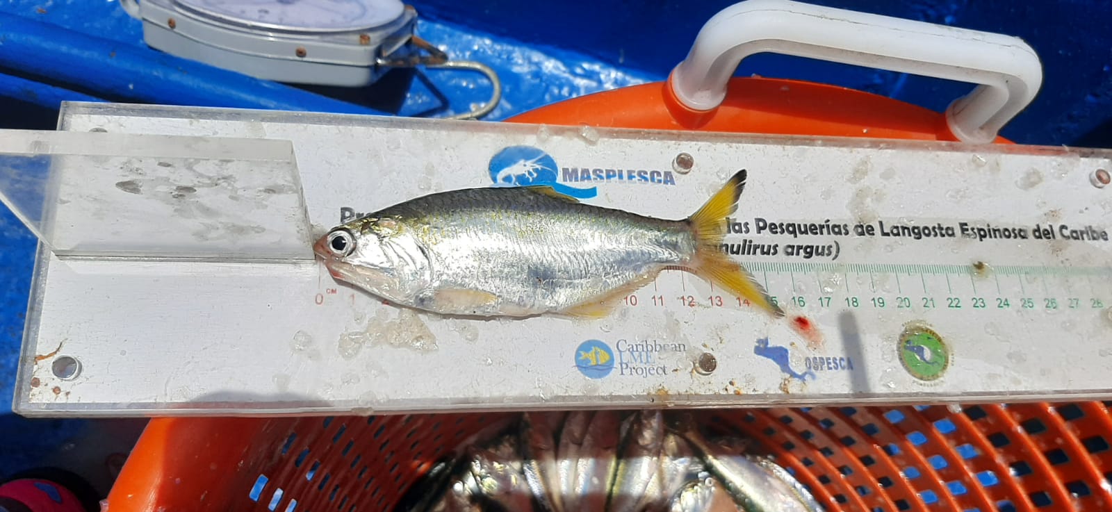 Temporada de anchoveta queda cerrada