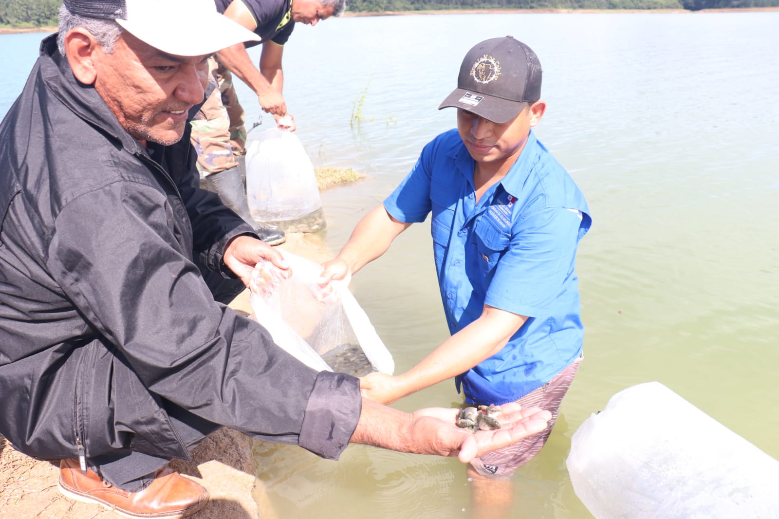 Repoblación de 25, 000 alevines de tilapia en La Yeguada