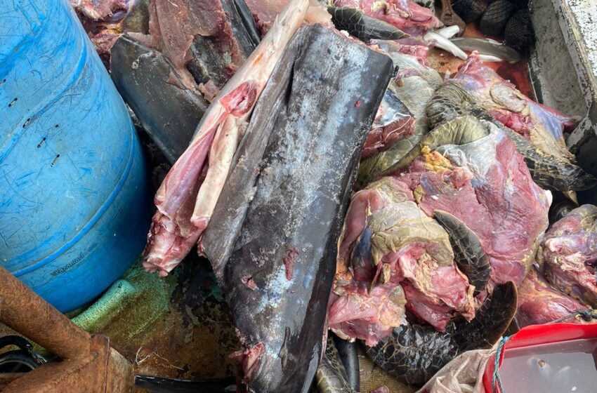  ARAP decomisa 4, 556 libras de pescado con apoyo del SENAN