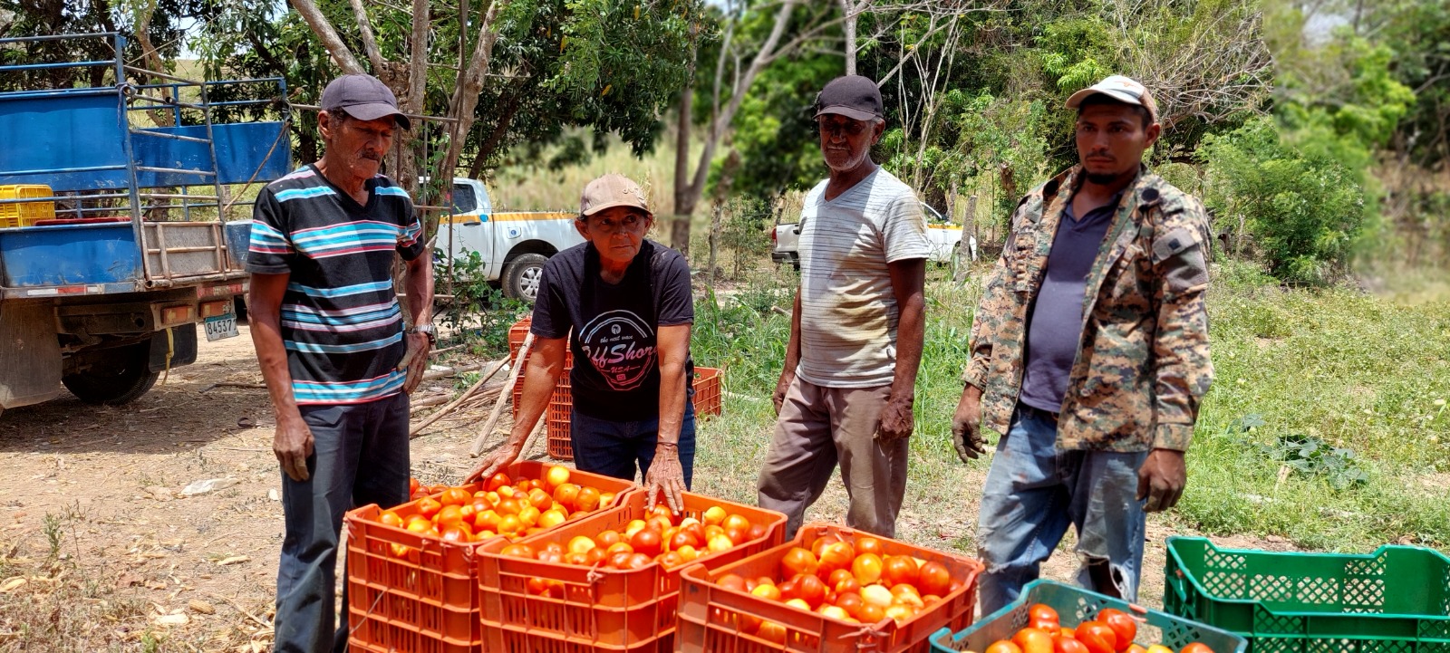 Luzmila Carbajal, productora de tomates en Redes de Familia