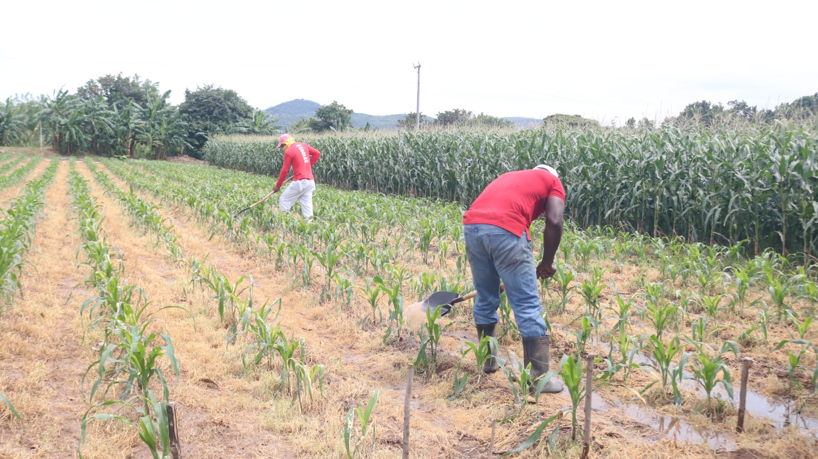 Sistema Penitenciario impulsa programas agrícolas