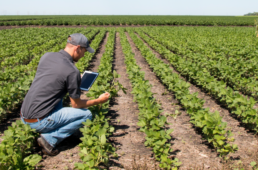  El Sector Agropecuario