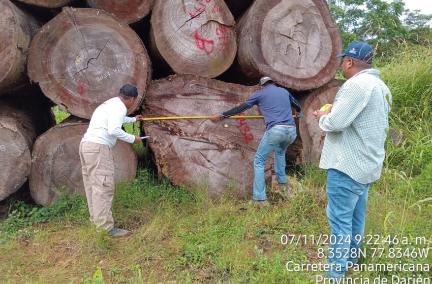  Tráfico ilegal de madera en Darién