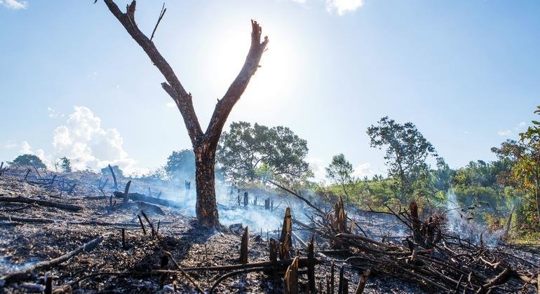  Deforestan área del Río Cacao, en Los Santos