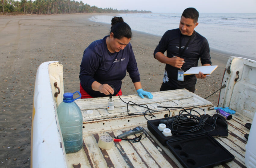  MiAMBIENTE monitorea calamares gigantes en Pedasí