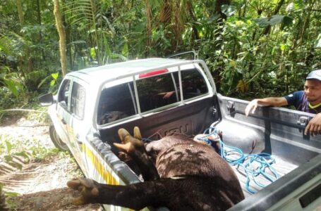 Matan tapir en Parque Nacional Volcán Barú, sigue la caza furtiva