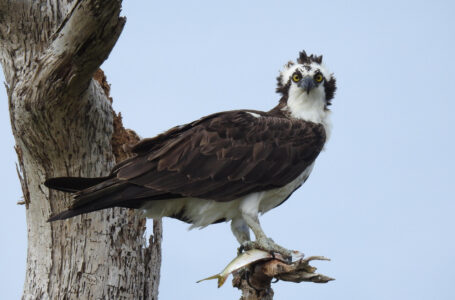 Celebran el Día Mundial de las Aves Migratorias
