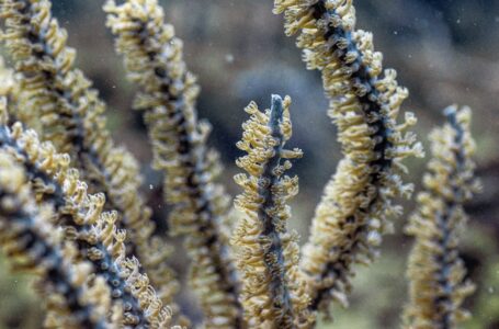MiAmbiente y ARAP conservan ecosistemas marinos