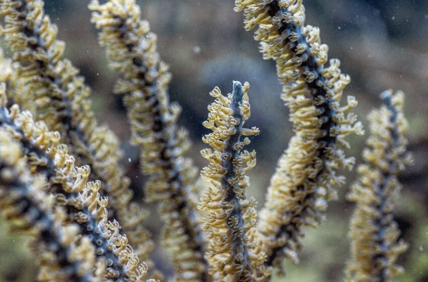  MiAmbiente y ARAP conservan ecosistemas marinos